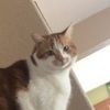 blaze_kitten